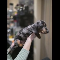 Dachshund (Miniature Smooth Haired)