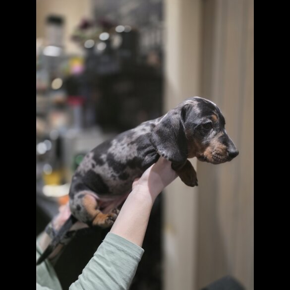 Dachshund (Miniature Smooth Haired)