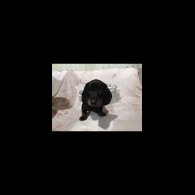 Dachshund (Miniature Smooth Haired)