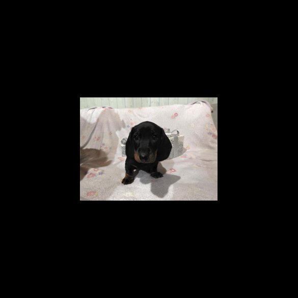 Dachshund (Miniature Smooth Haired)