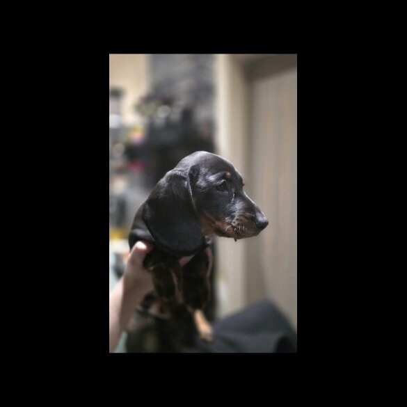 Dachshund (Miniature Smooth Haired)
