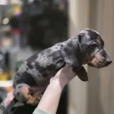 Dachshund (Miniature Smooth Haired)