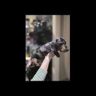 Dachshund (Miniature Smooth Haired)