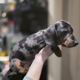 Dachshund (Miniature Smooth Haired)