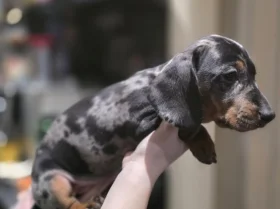 Dachshund (Miniature Smooth Haired)