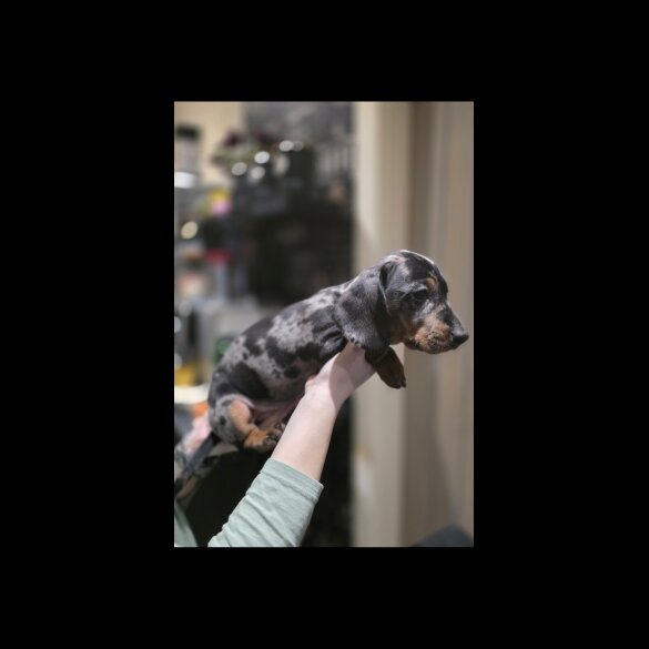 Dachshund (Miniature Smooth Haired)