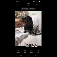 Dachshund (Miniature Smooth Haired)