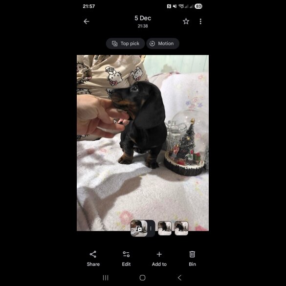 Dachshund (Miniature Smooth Haired)