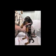 Dachshund (Miniature Smooth Haired)