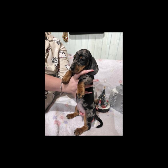 Dachshund (Miniature Smooth Haired)