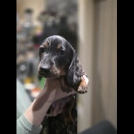 Dachshund (Miniature Smooth Haired)