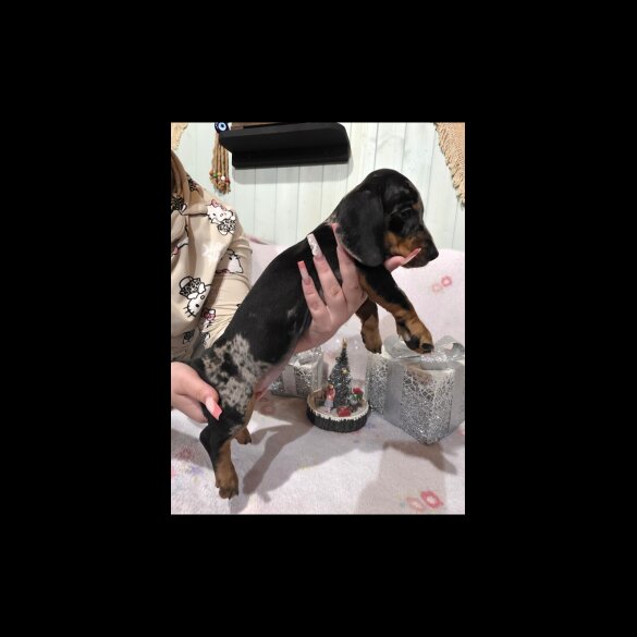 Dachshund (Miniature Smooth Haired)