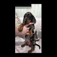 Dachshund (Miniature Smooth Haired)