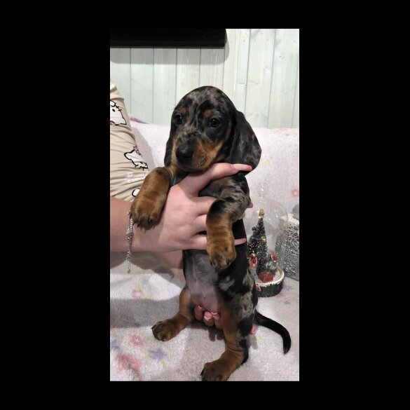 Dachshund (Miniature Smooth Haired)