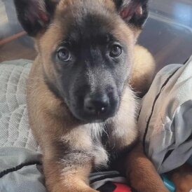 Belgian Shepherd Dog (Groenendael)