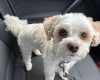 Biewer Terrier