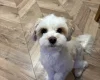 Biewer Terrier
