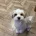 Biewer Terrier