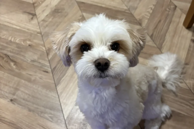 Biewer Terrier