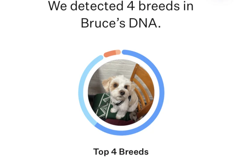 Biewer Terrier