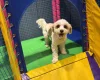 Biewer Terrier