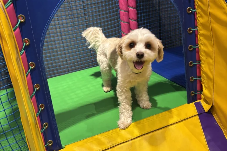 Biewer Terrier