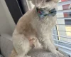 Biewer Terrier