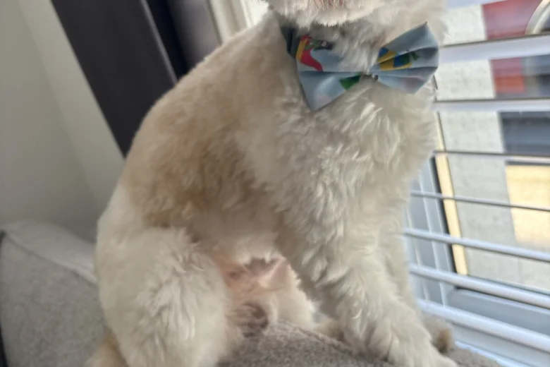 Biewer Terrier