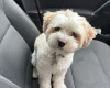 Biewer Terrier