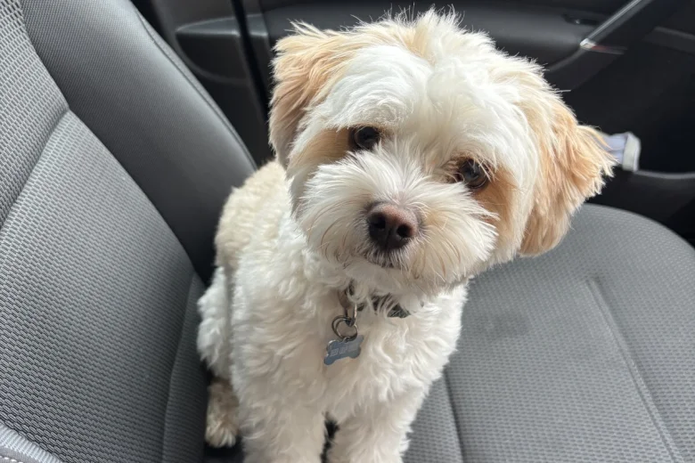 Biewer Terrier