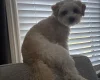 Biewer Terrier