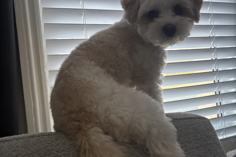 Biewer Terrier