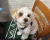 Biewer Terrier