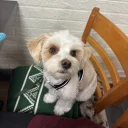 Biewer Terrier
