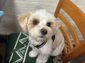 Biewer Terrier