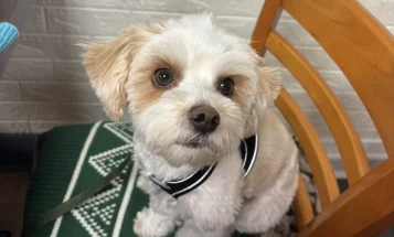Biewer Terrier