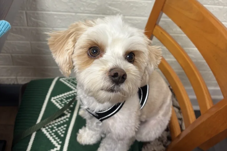 Biewer Terrier