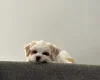 Biewer Terrier
