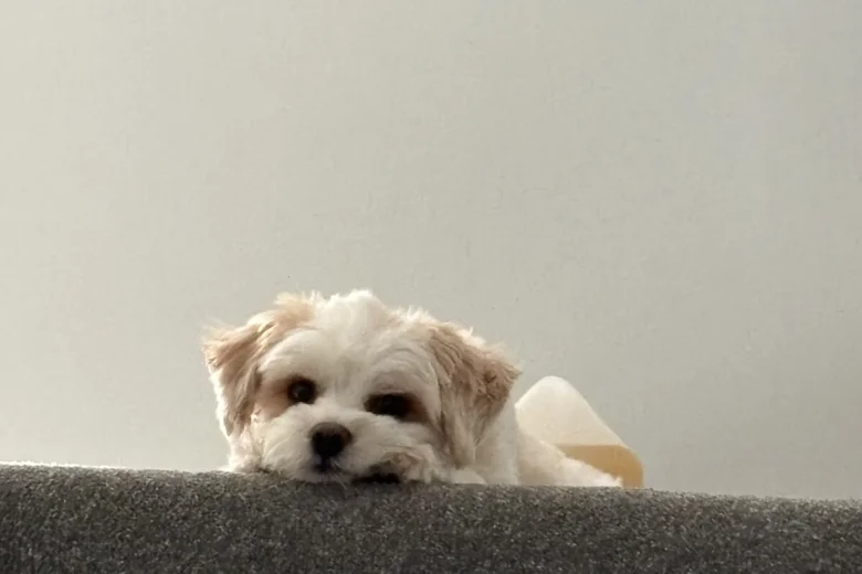 Biewer Terrier