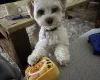 Biewer Terrier
