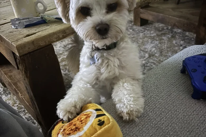 Biewer Terrier