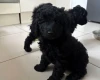 Cockapoo