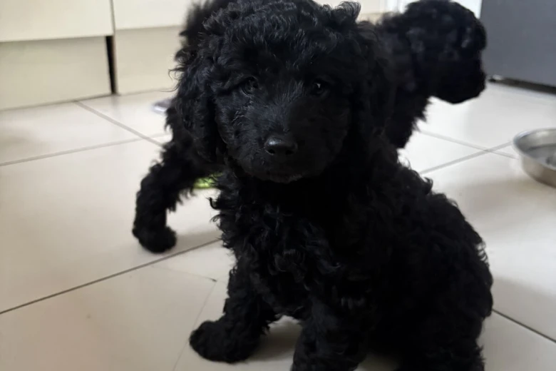 Cockapoo