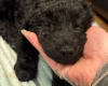 Cockapoo