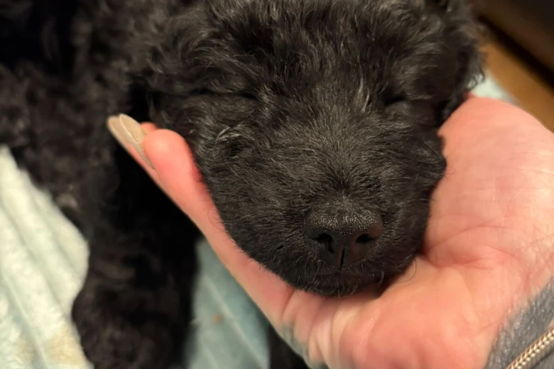 Cockapoo