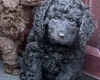 Cockapoo