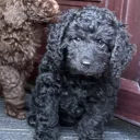 Cockapoo