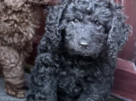 Cockapoo