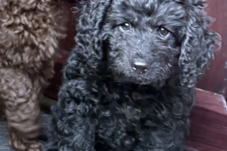 Cockapoo