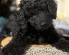 Cockapoo